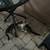 Rehoming Kittens 4 thumbnail