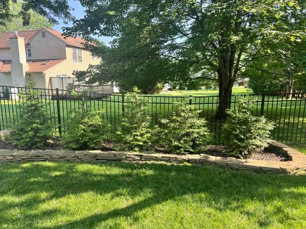 5 Large Arborvitae 'Green Giant’ Trees - $250 (Chalfont)63440803620097124