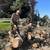 TREE REMOVEAL & TRIMMING 8 thumbnail