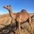 Camel male 2 thumbnail