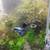 Baby Guppies Blue Dragon Guppy 4 dollars fish 3 thumbnail