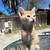 3 orange kitties needs a home 2 thumbnail