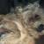8 month old poodle boy mixed with griffon 2 thumbnail