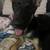 German Shepard 1 thumbnail