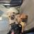 Pug Shih tzu mix 2 thumbnail