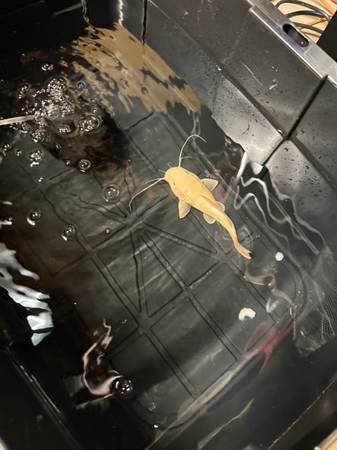 Fish tank aquarium PHANTOM RTC 1