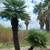 Palm Trees Wholesale prices with delivery and installation 10 thumbnail