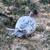 Muscovy Ducks 17 thumbnail