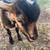 Rehoming - Dwarf goat 4 thumbnail