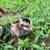 Chicks 8 thumbnail