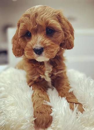 Playful Cavapoo puppy 1