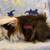 Fancy Peruvian Guinea Pigs. 4 thumbnail