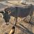 Miniature donkey 1 thumbnail