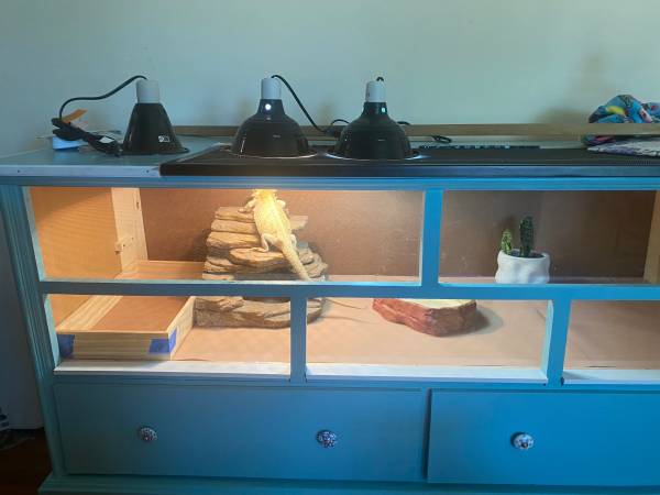 Bearded dragon with custom enclosure 1