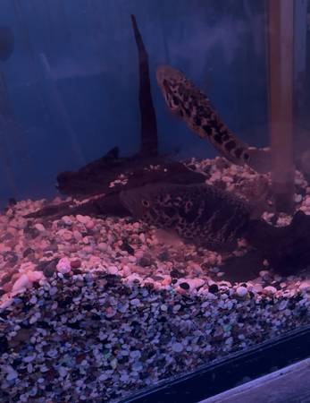 Cichlid - Jaguar $1 (LA)63953953200003120