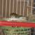 Canary pair 3 thumbnail
