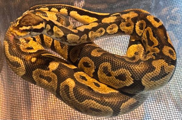 Ball Python - male pastel yellow belly spark for rehoming 1