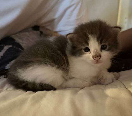 Maine Coon Kitten 1