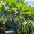 Plumeria potted tree - Scensational from Jungle Jack 3 thumbnail