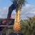 SYLVESTER PALMS 1 thumbnail