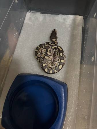 Balls  pythons (Danese)63667748437889124