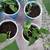 House Plants 1 thumbnail