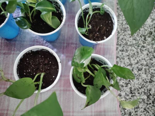 House Plants 1