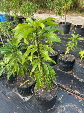 Grafted Mango Tree Fruit Cocktail 1