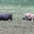 Kunekune 1 thumbnail