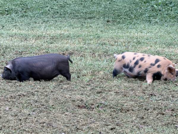 Kunekune 1