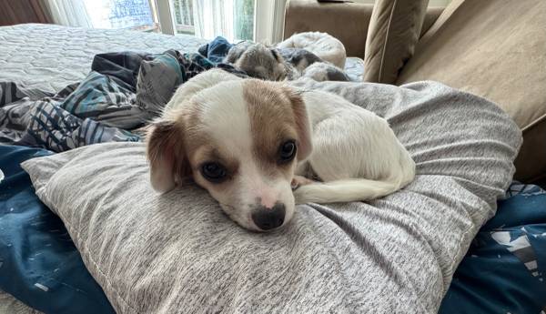 Small dog 1