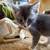 Two Gray Kittens needing a forever home 1 thumbnail