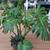 Plants for sale 1 thumbnail
