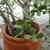 Crassula Ovata Sunst + Terracotta Jar 6 thumbnail