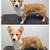 Dog Grooming 1 thumbnail