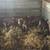 Feeder pigs 3 thumbnail