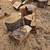 Cutting wood 5 thumbnail