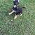 German Shepherd 9 thumbnail