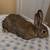 bunny 1 thumbnail