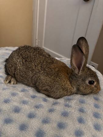 bunny 1