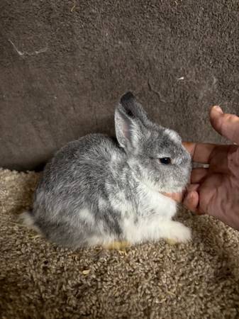Rabbit 13