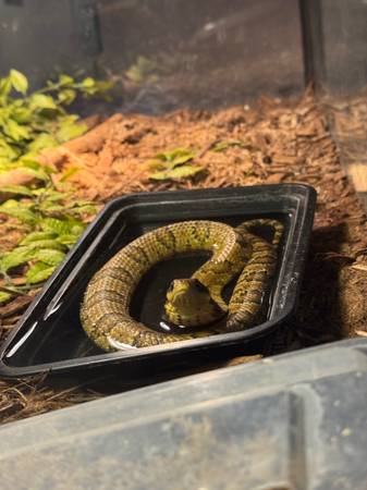 False Water Cobra for sale 1