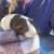 Guinea Pigs 1 thumbnail