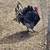 Pavos / Guajolotes (Machos y hembras) 7 thumbnail