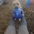 Looking for a pitbull friendly person that has a dog friendly dog 2 thumbnail