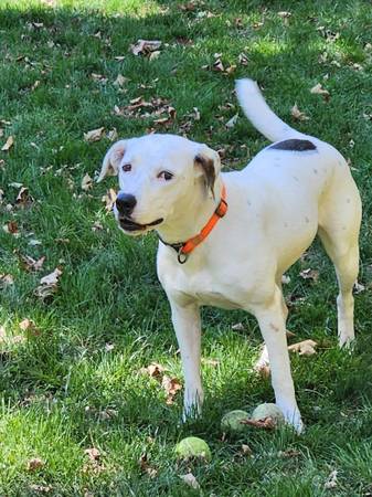 3 year old, Spayed Mixed Breed seeks a new home (Mansfield)63873145028995120