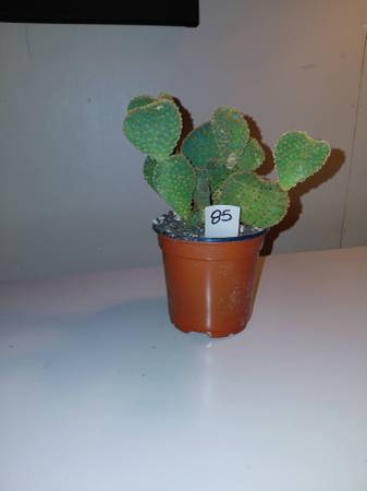 CACTUS #85 1