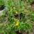 Various plants/flowering 11 thumbnail