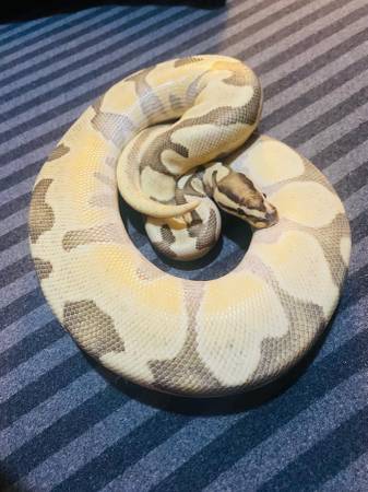 Ball python Orange dream Enchi Fire Peach female sub adu 1