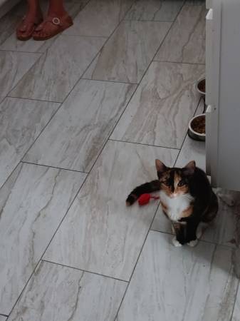 **Kittens Appx 9 mos.** Female & Male (Phoenix)63967426782082121